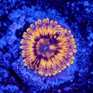 ElCorazon ZOanthid