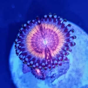 cc Blood sucker zoa