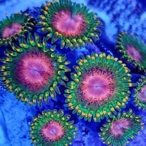 Zoa Frag